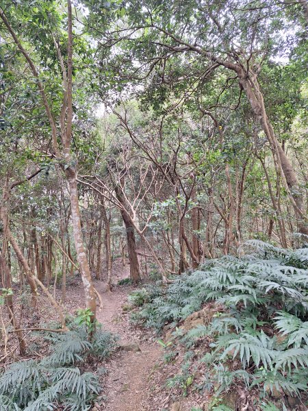 樟之細路RSA45(協雲宮至沖庫山來回)+和興山202501312702847