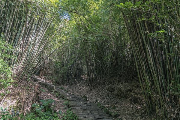 觀音山(北橫古道)1542407