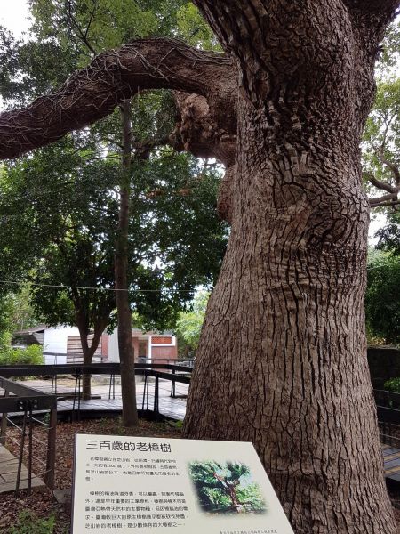 芝山岩綠生態步道178621