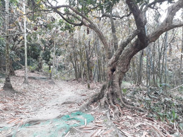 雲林林內龍過脈森林步道20190323550599