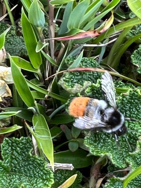 合歡山群峰（南峰、石門山、尖山、東峰）2626779