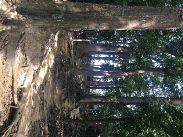 中興林場後山（鑰匙🔑認領2700432