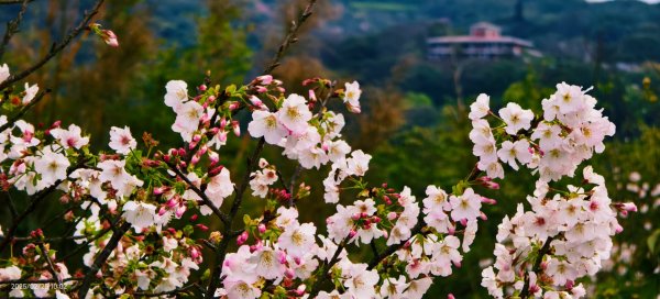 追花是簡單的快樂，賞花是恬淡的幸褔 2/252720100