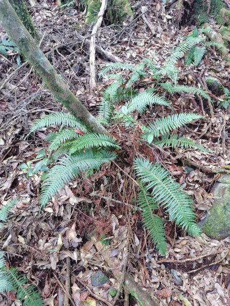 長壽山、肥崠山、醜崠山、大崠山、大崠山經建版2931938