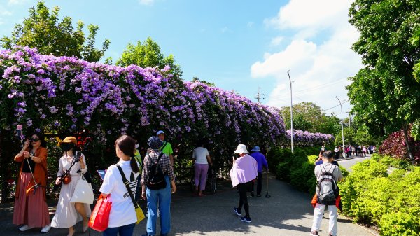 泰山蒜香藤,中港大排2642727