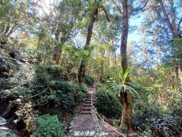【台中和平】生態廊道。 雪山坑環線步道x巨人之手觀景點2954019