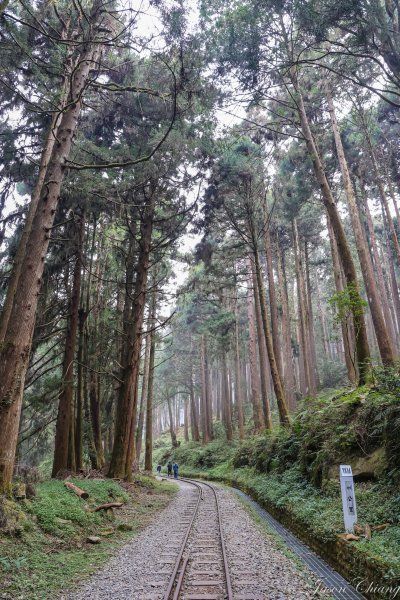 [嘉義]水山巨木步道2045407