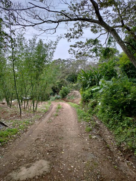 龜山大坑桐花步道-陳厝坑山O形904650