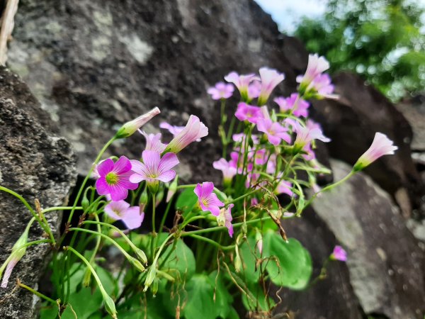 走遍陽明山：擎天崗系｜竹林小徑，遇見清幽潺潺溪流2096473