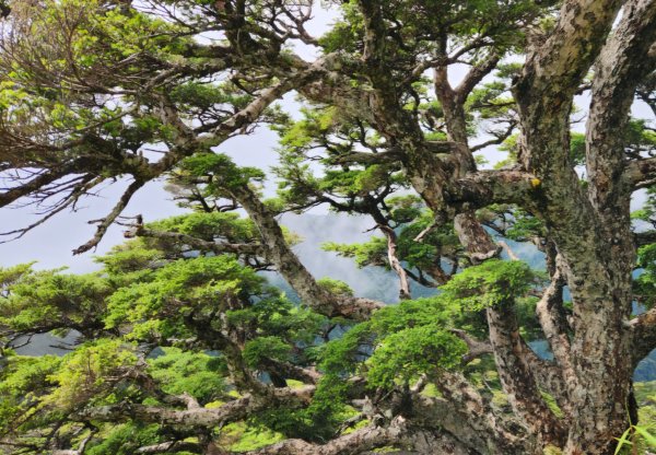 【百岳縱走】世紀奇峰，大霸尖山2741480