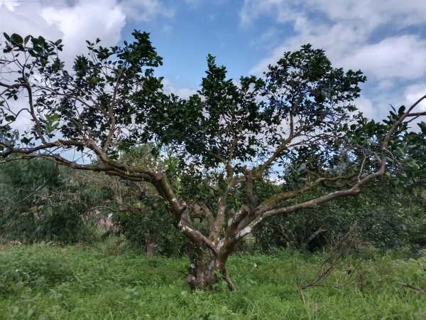 雙溪區冬陽下閃閃菅芒花2949425