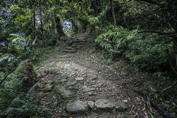 2020-4-20土城天上山1409522