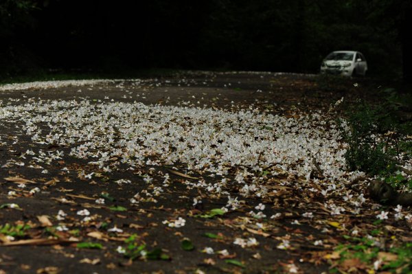 來去夢湖路賞油桐吧 2022 D0423 雪白油桐 已翩然飄灑而下1685142