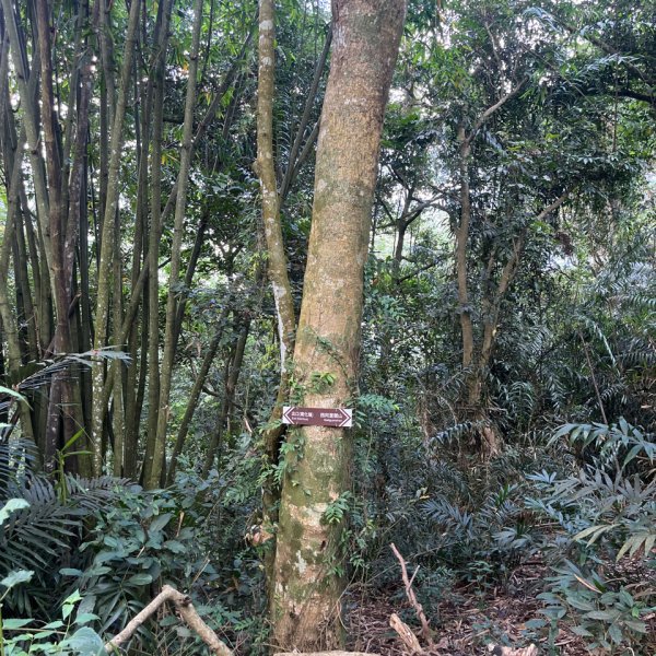 20251114_西阿里關山（高雄小百岳）2941477