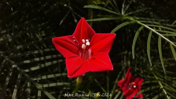 《彰化》西北雨後｜花壇大嶺巷步道群O繞202408242579738