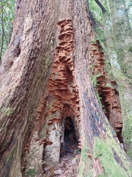 【台中和平】巧遇藍腹鷴帝雉。 稍來山步道2749909