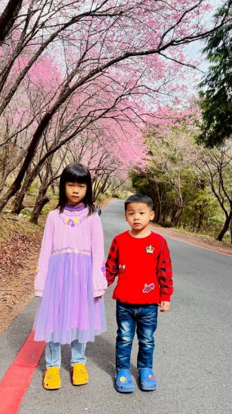 🌈2026.02.14+17武陵櫻花季✨FB：熊熊趴爬走🌈3004330