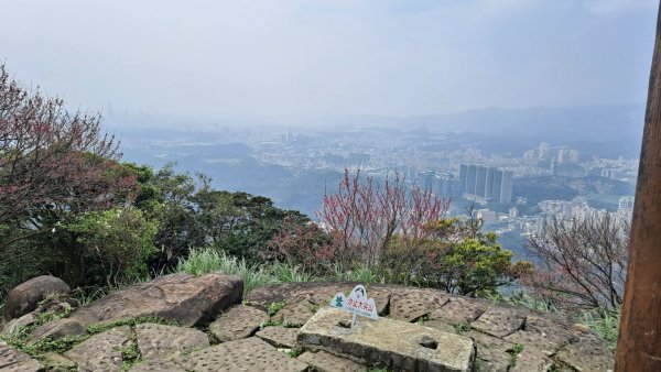 20240308汐止大尖山步道-四分尾山-耳空龜山2448632