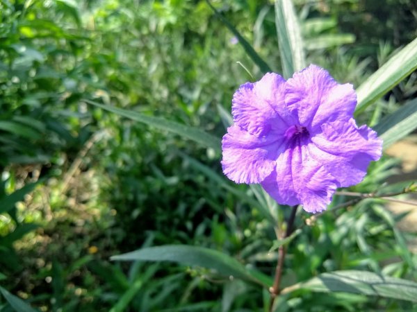 情人湖加大武崙砲台444224