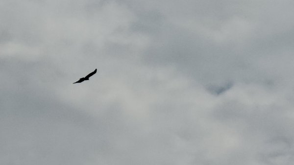 鳶嘴山+稍來神木2709863