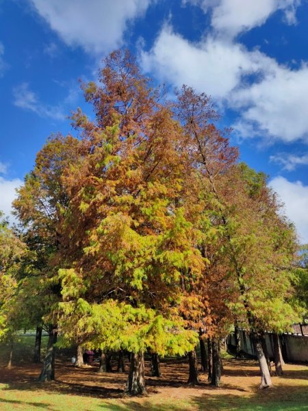 ［大湖公園落羽松］+［大溝溪花海］+［圓覺瀑布］2392819