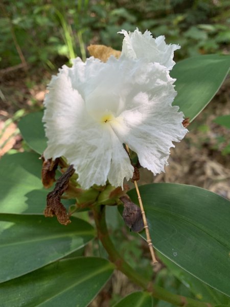 20250929台南草坪埔山-牛息山-竹腳湖山西北峰2899753