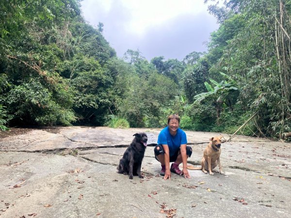 阿里山達娜伊谷、里美避難步道、巨石板步道2909963