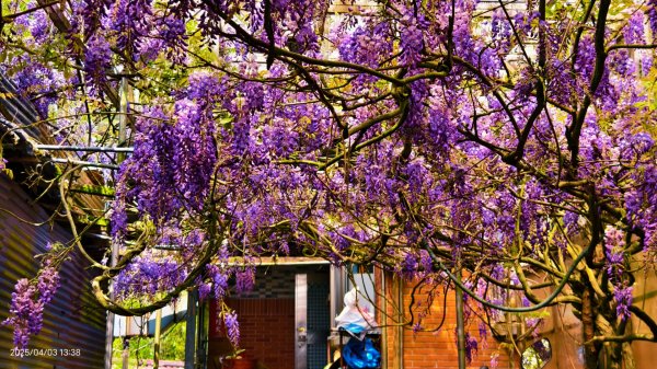 追花是簡單的快樂，賞花是恬淡的幸褔 4/32751445