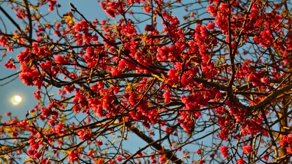 翡翠水庫壩頂&士林官邸鬱金香 2/172713965