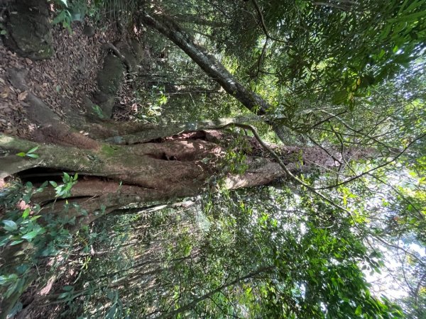 20230506_五指山（新竹小百岳）2762393