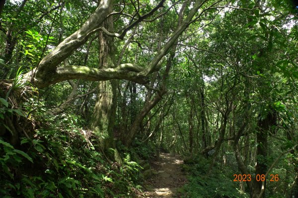 基隆 頂寮山、龍門山、五分山、頂子寮山2265989