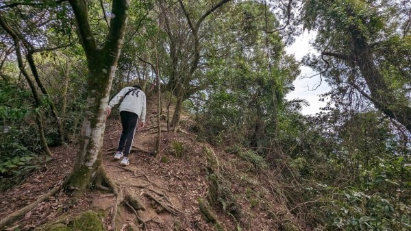 112.04.04王公坑山-烏塗窟山之開滿血藤花2120601