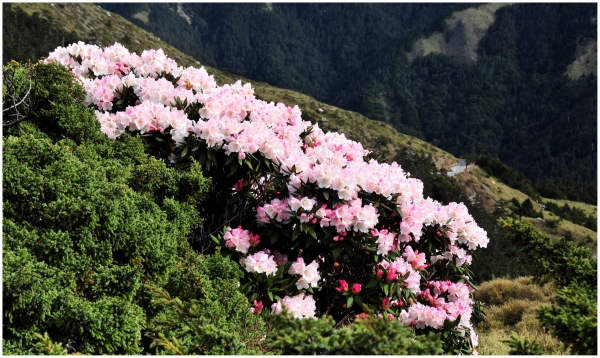 2016/05/09 石門山的高山杜鵑39562