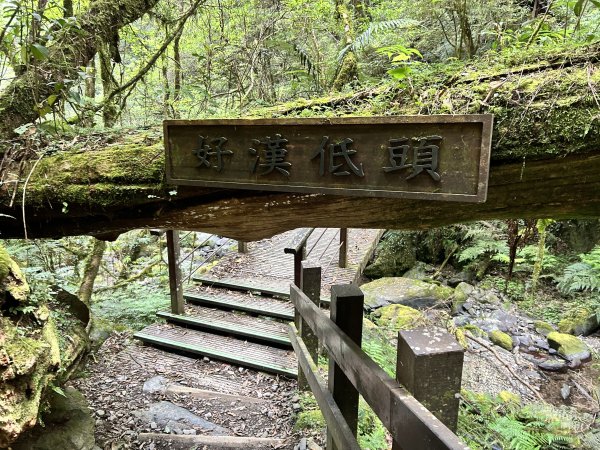 拉拉山神木群3044608