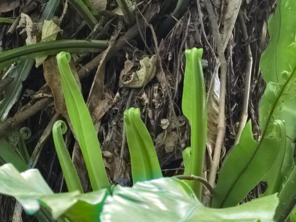 夏日的馬那邦山2786839