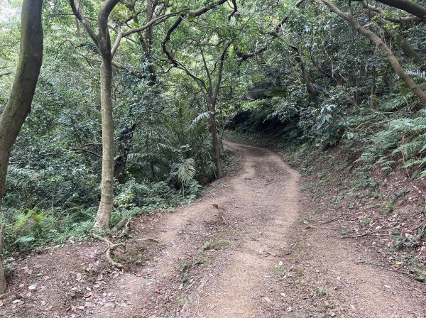 [微笑山線_第一段] 2025_0720 大棟山系_青龍嶺2843481