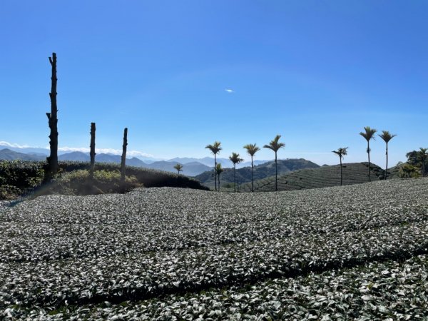 雲嘉三連峰（太平山、梨子腳山、馬鞍山）1593168