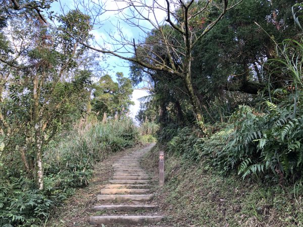 台灣小百岳No.011姜子寮山908429