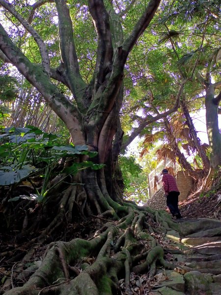 桃園大溪石門水庫楓林步道、齋明寺古道【南山神壽任務】1963916