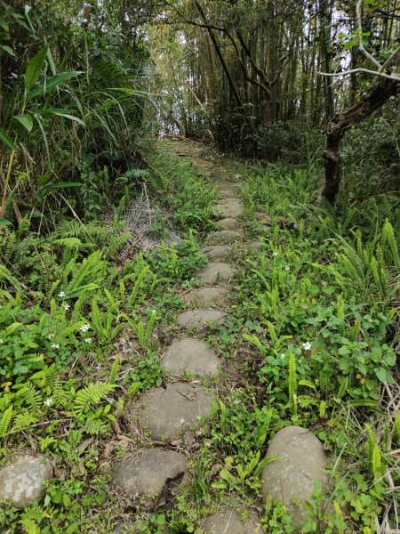 2024.03.24 飛鳳古道2908475