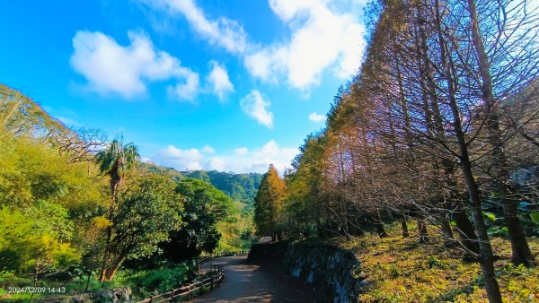 永公路落羽松/菁碧溪潺潺流水&至善路楓香紅了！2666395