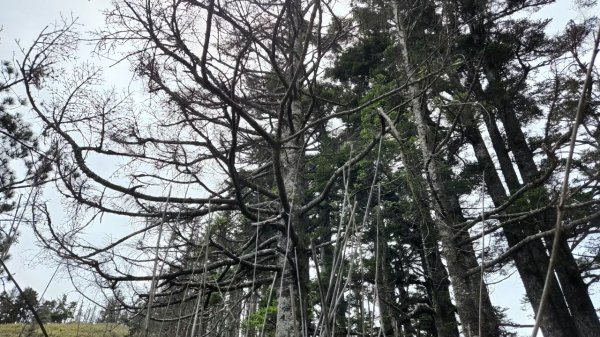 【百岳】郡大山，郡大山北峰，望鄉山2741923