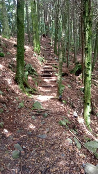 20220910稍來小雪山步道-鞍馬山支線1839350