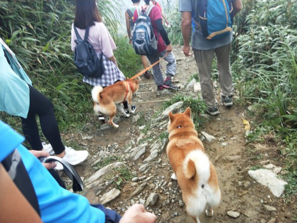 抹茶山♥柴柴奇遇記1080923