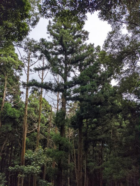 東眼山國家森林遊樂區1056017