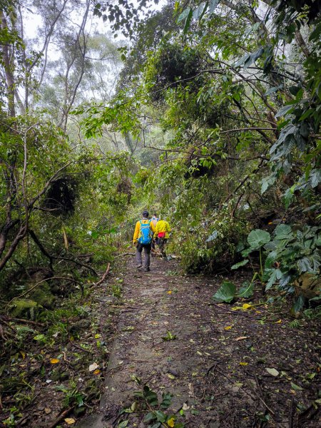 2025-03-08 汶水三山：金童山、汶水山、玉女山 連走2736518