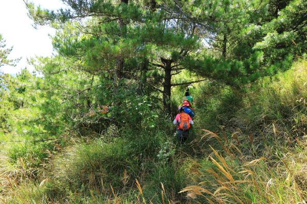 走過天險之路~合歡越嶺古道順登卯木山172714