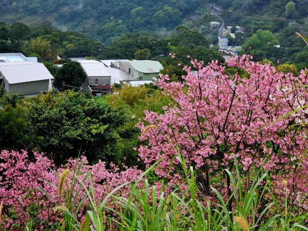 2026年臺北大縱走第一段：關渡至二子坪3010859