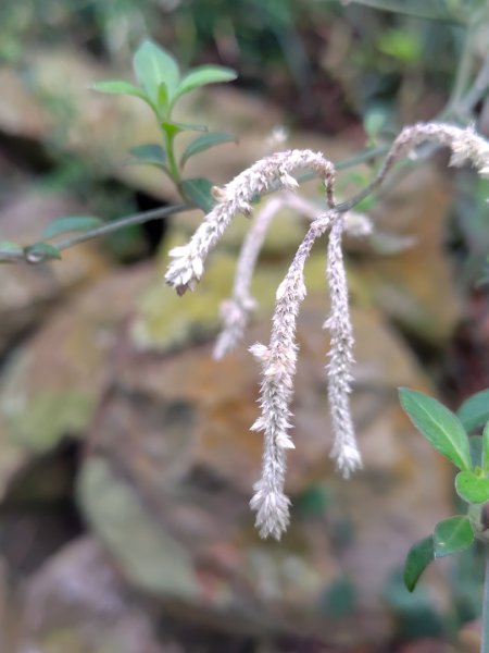 霧里乙部落-舊內文社-霧里乙山東北峰-霧里乙山-霧里乙南山-獅子頭山2766073