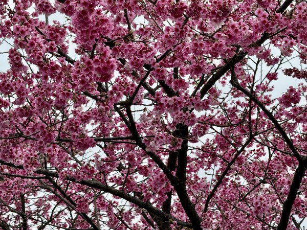 指南宮賞櫻2708122